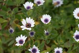 Close-up of a white colorful osteospermum daisy flower in bloom.