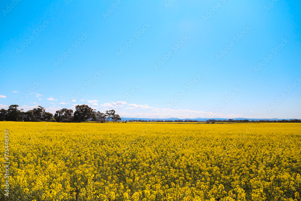 rapeseed field rapeseed field