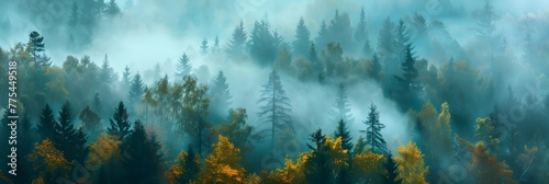morning fog and a forest photo