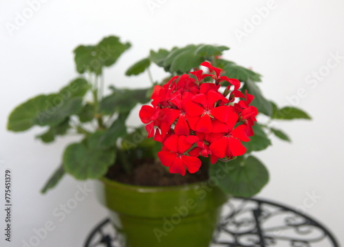 Red Geranium Zonal, garden geranium, Pelargonium hortorum with red flowers, ornamental and medicinal plant, on white background photo