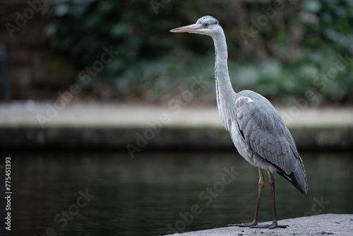 grey heron 