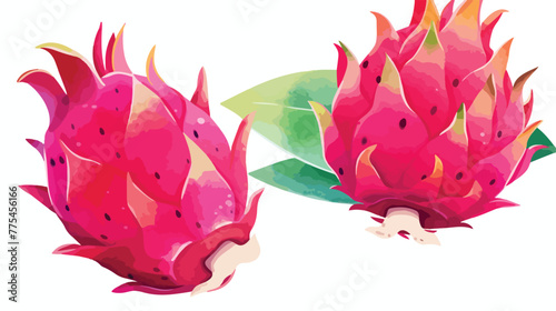 Dragon fruit or pitahaya. Watercolor half of pitaya
