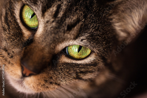Macro close up of tabby cat with piercing green eyes