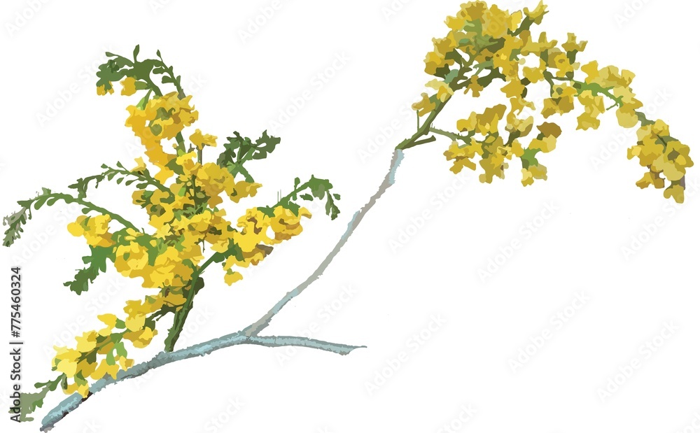 beautiful yellow flowers of Padauk Flower,  with white background, The National Flower of Myanmar. Vector illustration. For Myanmar water festival (Thingyan).