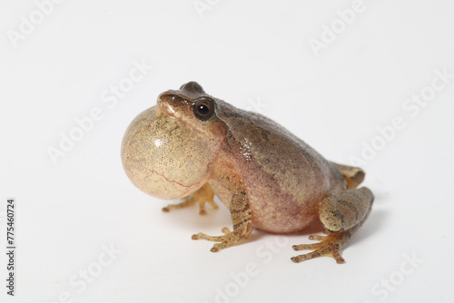 Male Spring Peeper Frog (Pseudacris crucifer) singing with its vocal sac inflated.  Isolated on a white background. 