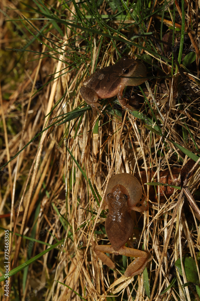 Two male Spring Peeper (Pseudacris crucifer) frogs calling aggressively towards each other at night on the edge of a pond. They are fighting for the attention of female frogs. Two male Spring Peeper (Pseudacris crucifer) frogs calling aggressively towards each other at night on the edge of a pond. They are fighting for the attention of female frogs.