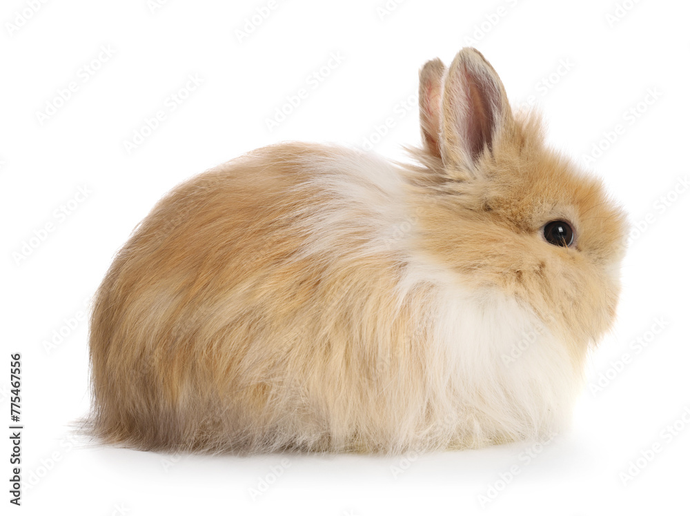 Cute fluffy pet rabbit isolated on white Cute fluffy pet rabbit isolated on white