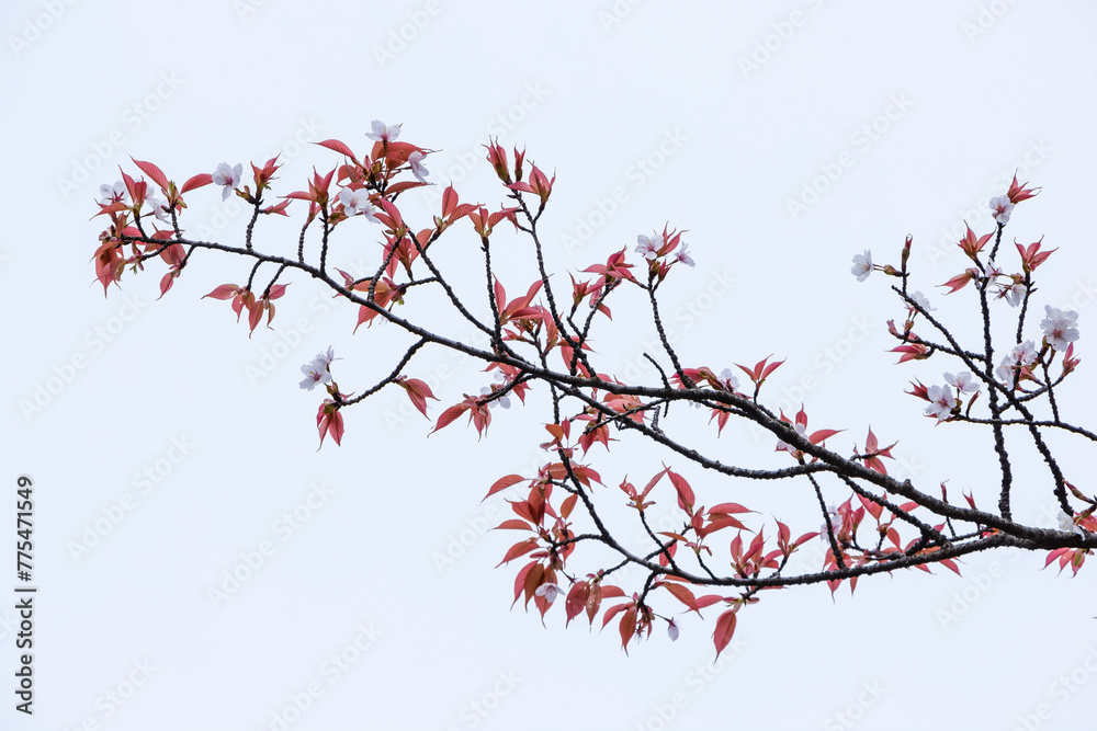 綺麗に咲いた山桜の花 ヤマザクラ 綺麗に咲いた山桜の花 ヤマザクラ