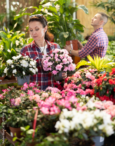 Adult woman buyer chooses azalea in pot in flower shop
