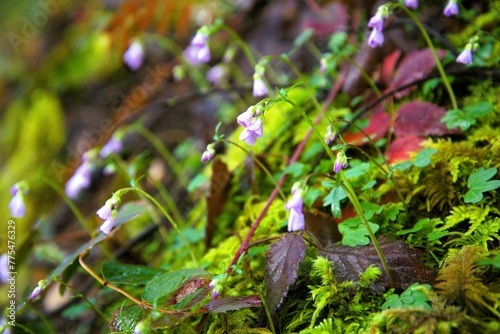 Close up side view of a bunch of small wildflowers blossoms  most likely Nuttall s Toothwort  Cardamine nuttallii   growing out of rocky slope in a temperate rainforest. 
