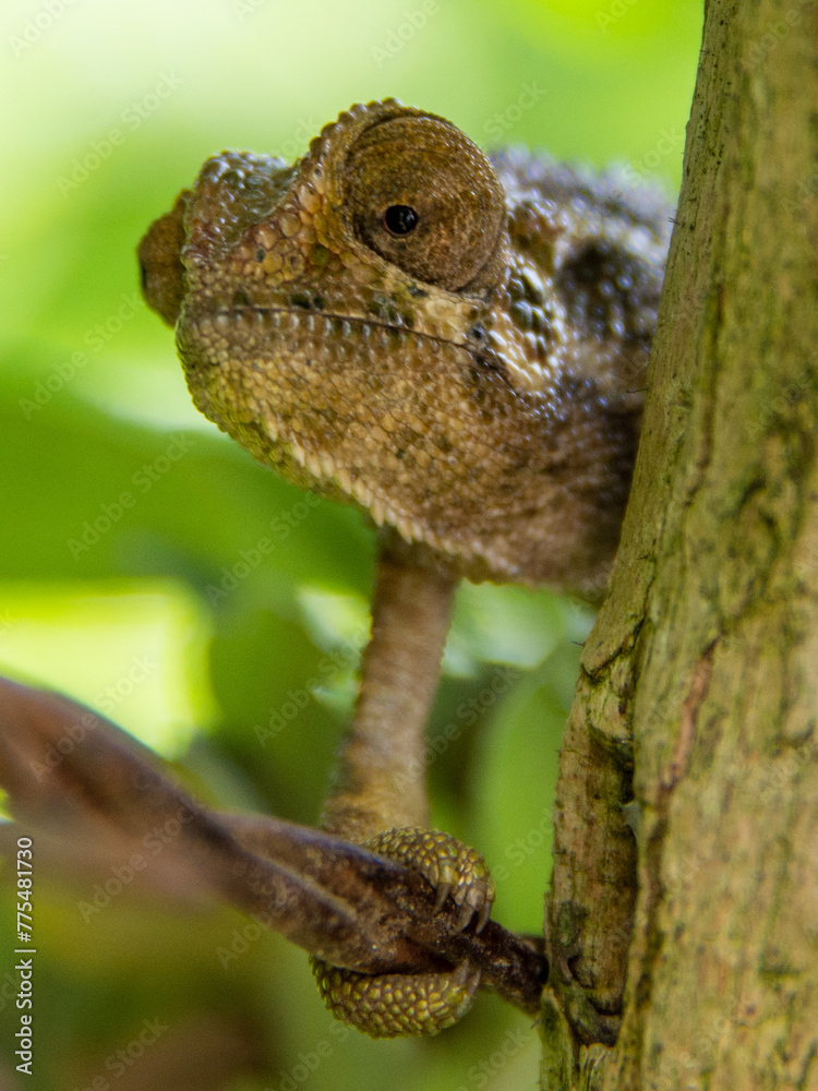 A curious chameleon peeks out from a branch A curious chameleon peeks out from a branch