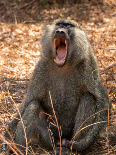 Baboon bears its fangs