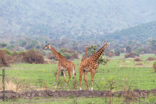 Giraffes pose on the savannah, Akagera National Park, Rwanda