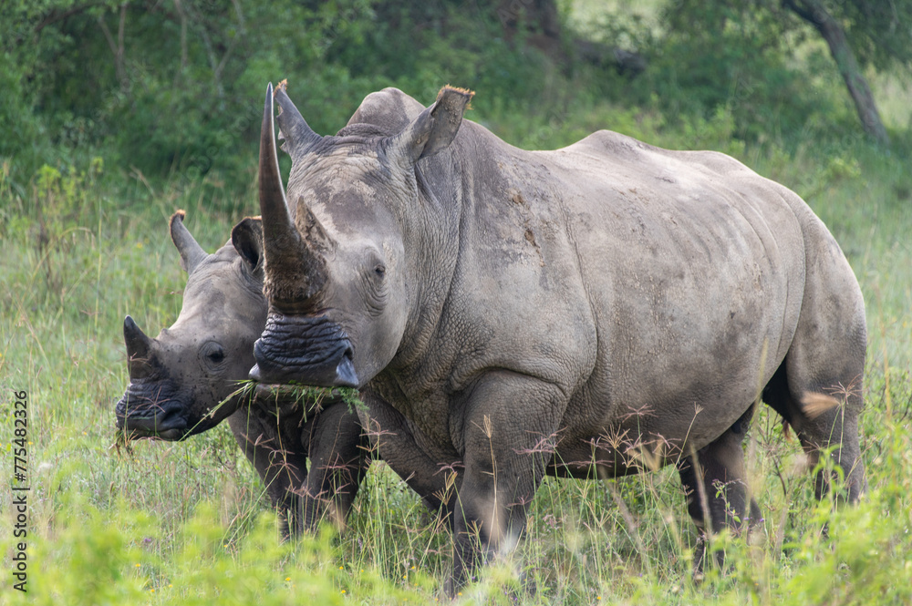 Obraz premium White rhino with calf in the wild