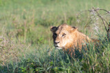 Lion in the grass watching
