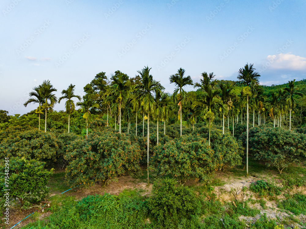 Coconut grove in Qiongzhong rice field, Haikou, Hainan Province, China