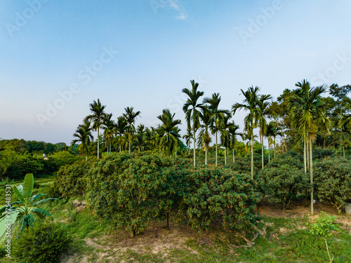 Coconut grove in Qiongzhong rice field, Haikou, Hainan Province, China © hu
