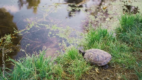 Turtles bask in the sun near the pond