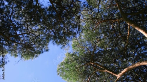 Airplane flying above above the trees, bottom view