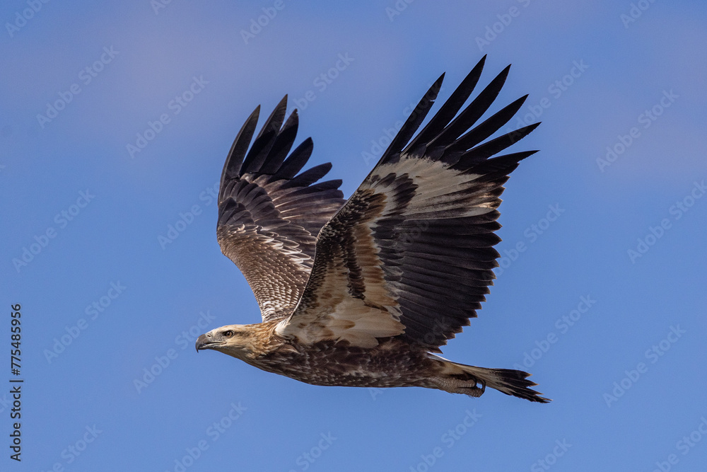 Juvenile White-bellied Sea Eagle in flight Juvenile White-bellied Sea Eagle in flight