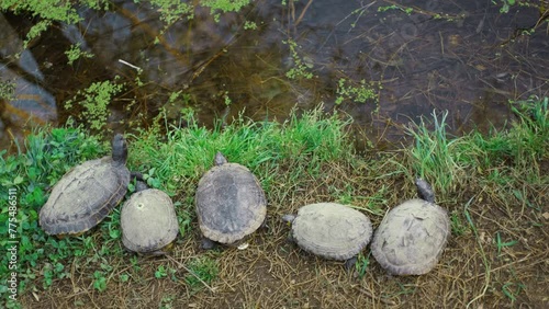 Five turtles bask in the sun near the pond