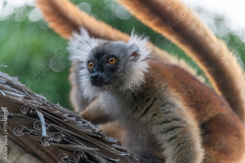 Female black lemur on Nosy Sakatia in Madagascar photo