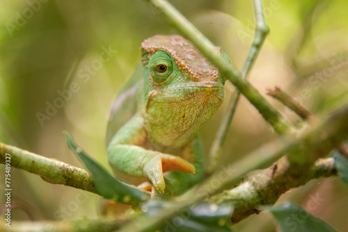 Close up of chameleon in Madagascar