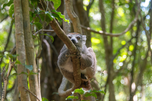Fototapeta Naklejka Na Ścianę i Meble -  Crowned lemur taking rest on a branch