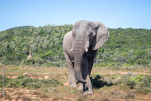 Lone African savannah elephant with giraffe peeking from behind