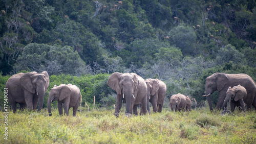 Elephant herd on the savannah