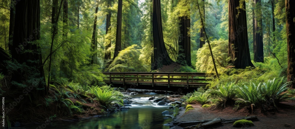 A wooden arafed bridge spanning a gentle stream surrounded by a dense forest with tall trees and green foliage A wooden arafed bridge spanning a gentle stream surrounded by a dense forest with tall trees and green foliage