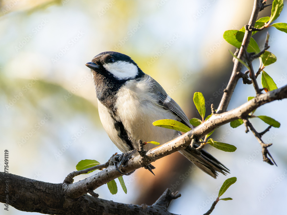 Obraz premium 木の枝にとまるシジュウカラ