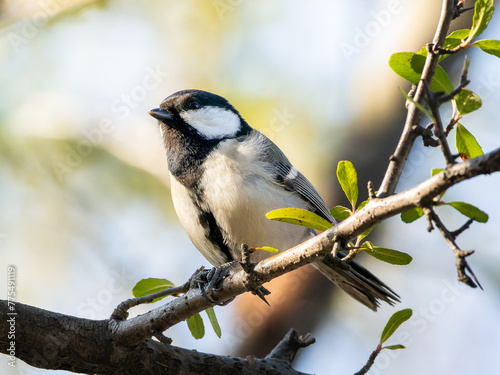 木の枝にとまるシジュウカラ