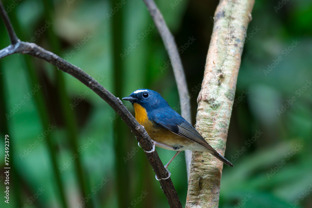 Snowy-browed Flycatcher The forehead and short eyebrows are white, the face is black, the head and upper body are dark blue, the neck, chest, and flanks are orange-red-brown. White belly and bottom