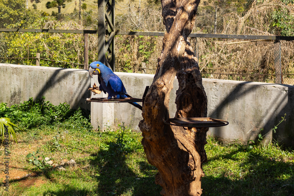 Curated visual reference: Fresh Look at Arara Azul Se Alimentando No Zoo Das Aves