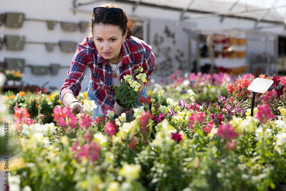 Adult woman buyer chooses snapdragons in pot in flower shop