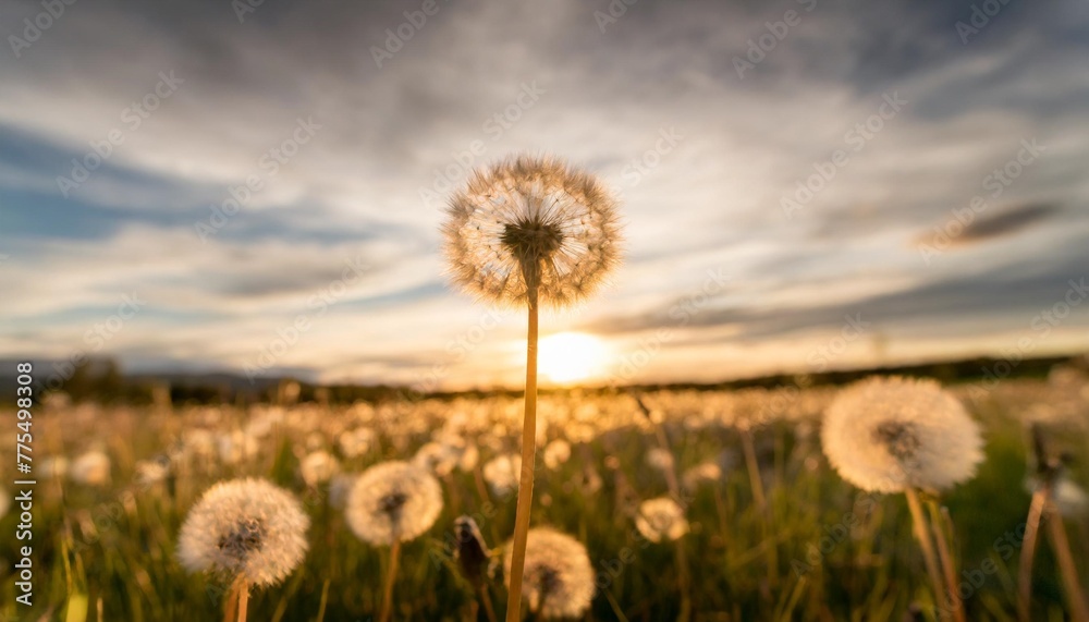 dandelion to sunset freedom to wish