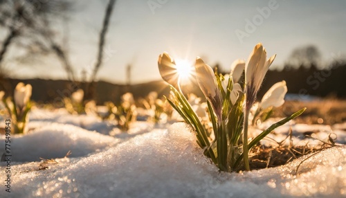 nature s spring awakening the first flowers come out from under the snow and enjoy the sunshine