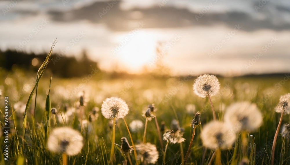 green summer meadow with dandelions at sunset nature background