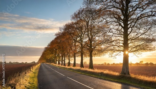 row of beech trees lining a remote country road at sunset norfolk uk