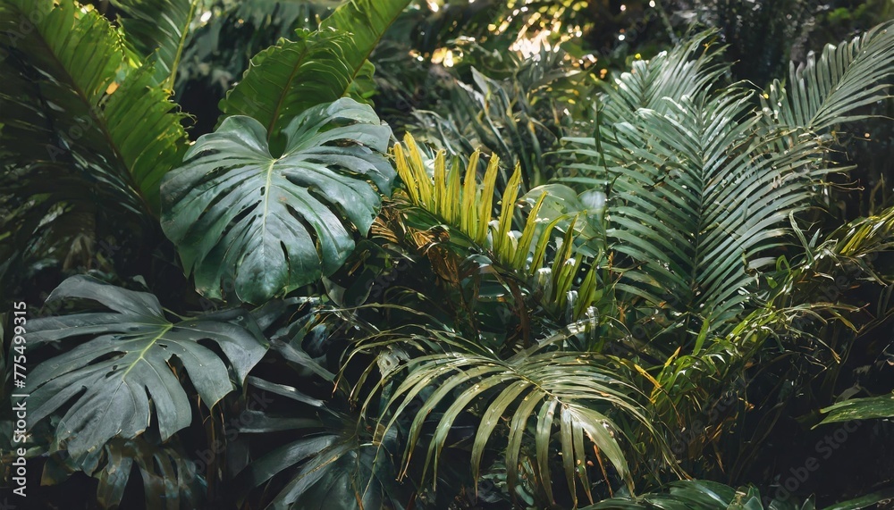 tropical rainforest foliage plants bushes ferns palm philodendrons and tropic plants leaves in tropical garden on black background green variegated leaves pattern nature frame forest background