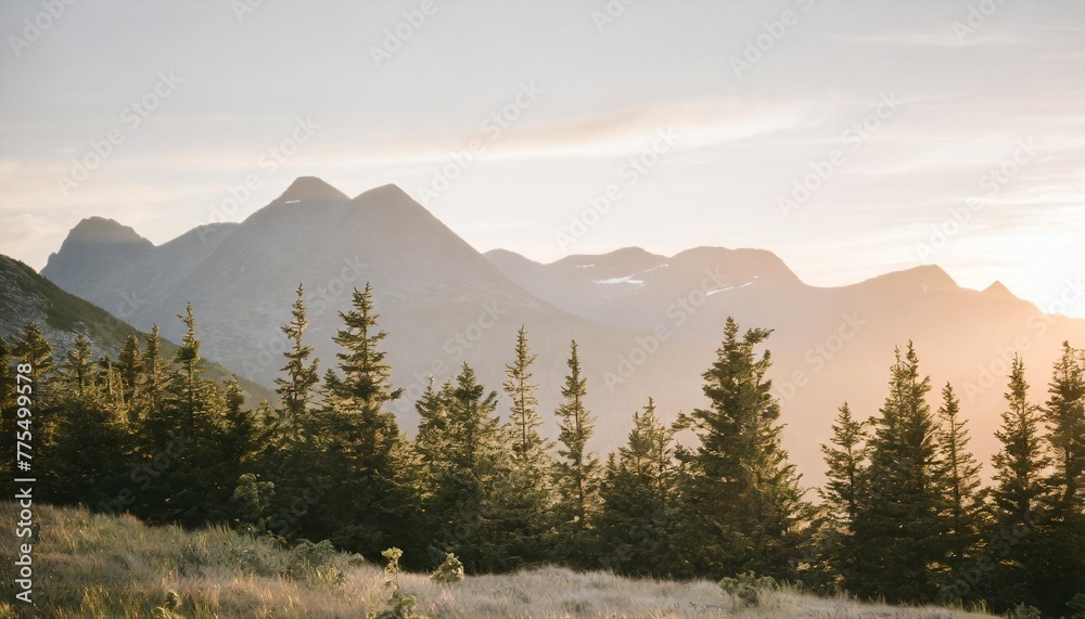 coniferous trees grow in highland against giant mountains