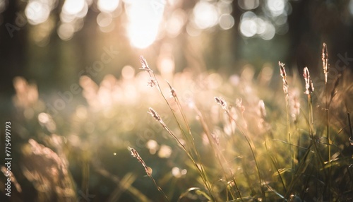 wild grass in a forest at sunset macro image shallow depth of field vintage filter abstract summer nature background