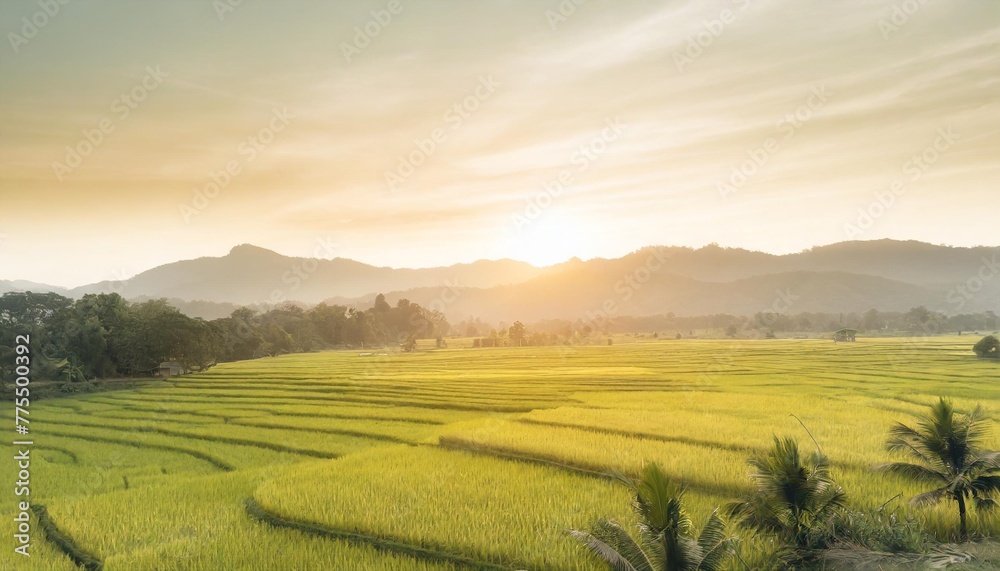 high panoramic view of beautiful green rice paddy fields in asia stunning travel background