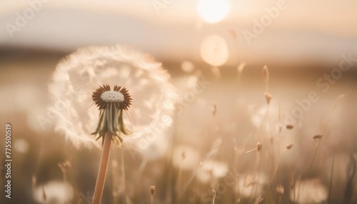 dandelion dreamy background earth colors and grey delicate colored calm backdrop luxury texture of nature renewal generative ai