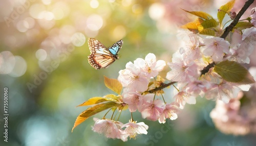 pink cherry flowers on a blurred background with beautiful bokeh outdoors in nature on a fresh natural green spring background with blossoming sakura branches and fluttering butterflies wide format