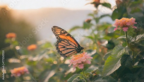 beautiful image in nature of monarch butterfly on lantana flower © Kristopher