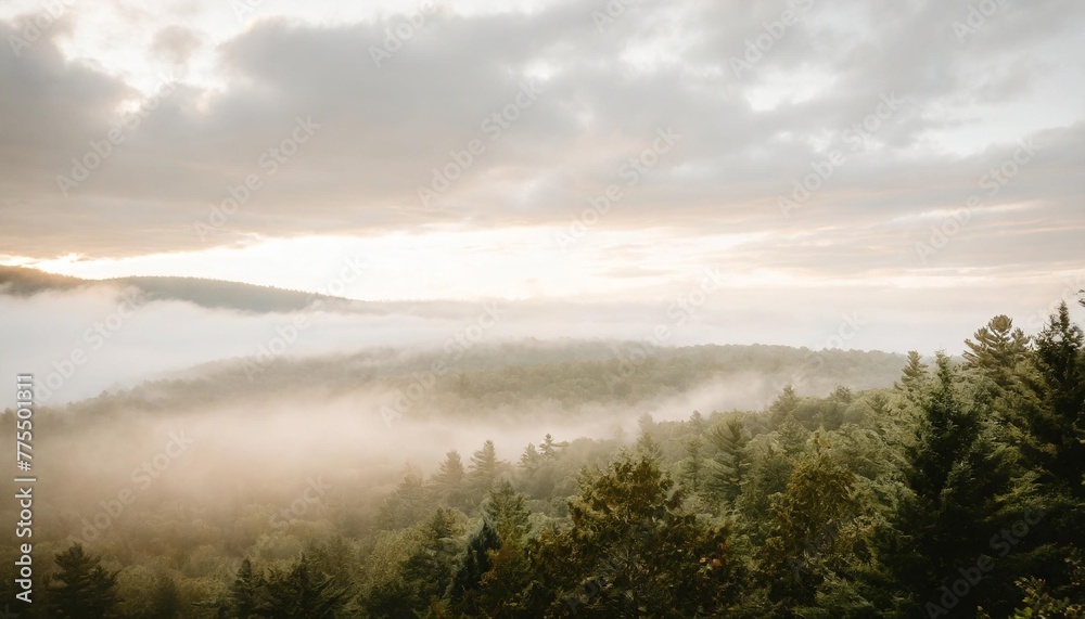 a serene view of a foggy forest under a cloudy sky ideal for nature and landscape concepts