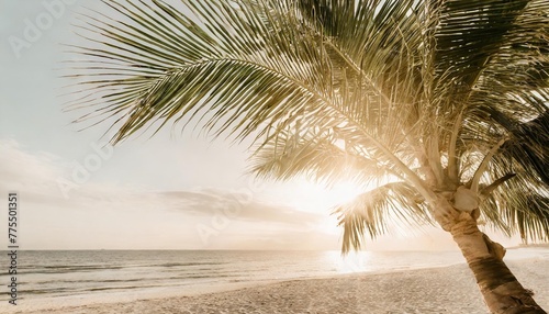 photo of sun rays passing through the lush green palm tree leaves beach summer concept background