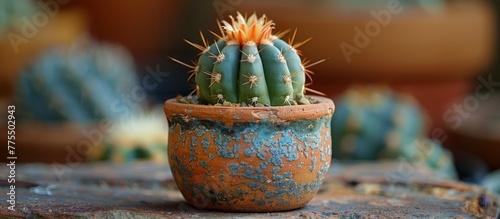 A small cactus in a pot on a table